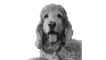 Molly - Rinaudo & Kiss Immobilien - Immobilien-Beratung - Immobilien-Experten - Verkaufsanalyse - Immobilien-Check - Immobilien - Immobilienmakler - Immobilienbewertung - Hausbewertung - Haus verkaufen - Haus kaufen - Hauskauf - Hausverkauf - Rheinfelden - Fricktal - Aargau - Nordwestschweiz – Schweiz Molly - Rinauldo & Kiss Immobilien - Immobilien-Beratung - Immobilien-Experten - Verkaufsanalyse - Immobilien-Check - Immobilien - Immobilinemakler - Immobilienbewertung - Hausbewertung - Haus verkaufen - Haus kaufen - Hauskauf - Hausverkauf - Rheinfelden - Fricktal - Aargau - Nordwestschweiz – Schweiz