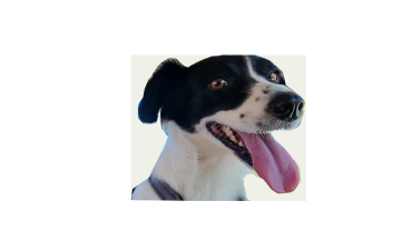 Nena - Rinauldo & Kiss Immobilien - Immobilien-Beratung - Immobilien-Experten - Verkaufsanalyse - Immobilien-Check - Immobilien - Immobilinemakler - Immobilienbewertung - Hausbewertung - Haus verkaufen - Haus kaufen - Hauskauf - Hausverkauf - Rheinfelden - Fricktal - Aargau - Nordwestschweiz - Schweiz Nena - Rinauldo & Kiss Immobilien - Immobilien-Beratung - Immobilien-Experten - Verkaufsanalyse - Immobilien-Check - Immobilien - Immobilinemakler - Immobilienbewertung - Hausbewertung - Haus verkaufen - Haus kaufen - Hauskauf - Hausverkauf - Rheinfelden - Fricktal - Aargau - Nordwestschweiz - Schweiz